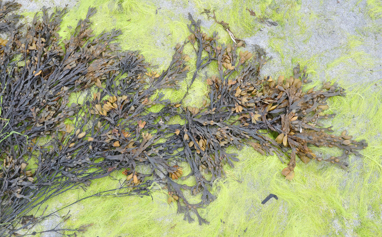 Aran Islands Seaweed