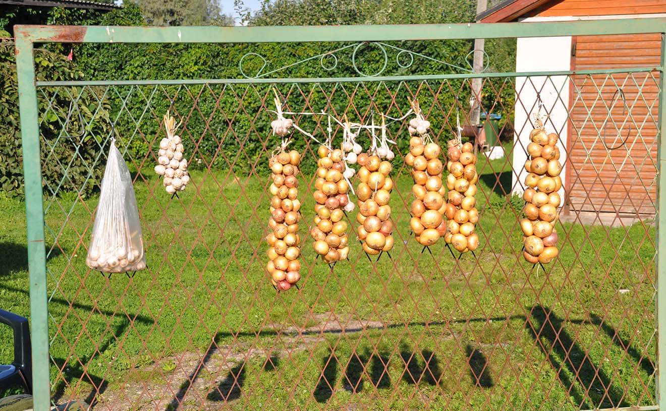 Estonia Onion Route Old Believers Hanging Onoins